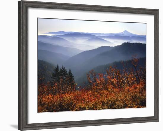 View of Mount Hood with Wild Huckleberry Bushes in Foreground, Columbia River Gorge, Washington-Steve Terrill-Framed Photographic Print