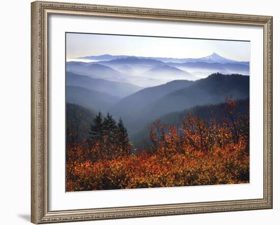 View of Mount Hood with Wild Huckleberry Bushes in Foreground, Columbia River Gorge, Washington-Steve Terrill-Framed Photographic Print