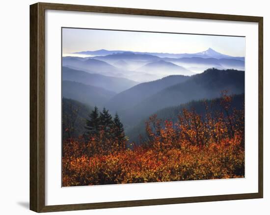 View of Mount Hood with Wild Huckleberry Bushes in Foreground, Columbia River Gorge, Washington-Steve Terrill-Framed Photographic Print