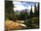 View of Mountain Stream, Glacier National Park, Montana, USA-Adam Jones-Mounted Photographic Print