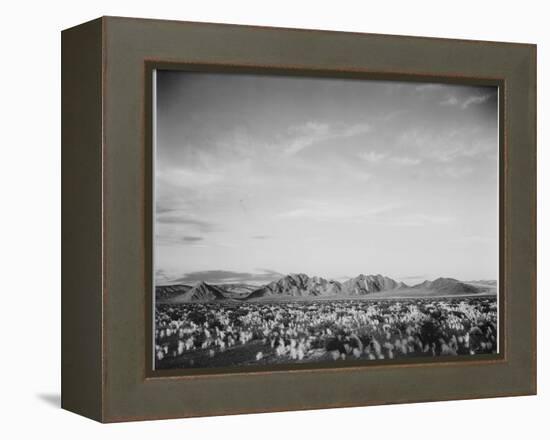 View Of Mts Desert Shrubs Highlighted Fgnd, Death Valley National Monument, California 1933-1942-Ansel Adams-Framed Stretched Canvas