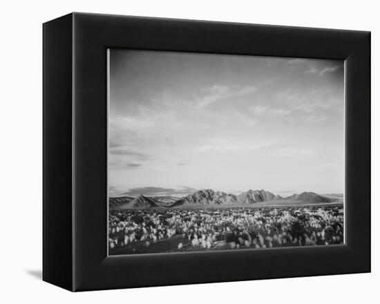 View Of Mts Desert Shrubs Highlighted Fgnd, Death Valley National Monument, California 1933-1942-Ansel Adams-Framed Stretched Canvas