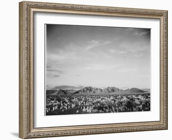 View Of Mts Desert Shrubs Highlighted Fgnd, Death Valley National Monument, California 1933-1942-Ansel Adams-Framed Art Print