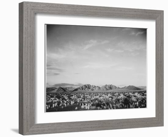 View Of Mts Desert Shrubs Highlighted Fgnd, Death Valley National Monument, California 1933-1942-Ansel Adams-Framed Art Print