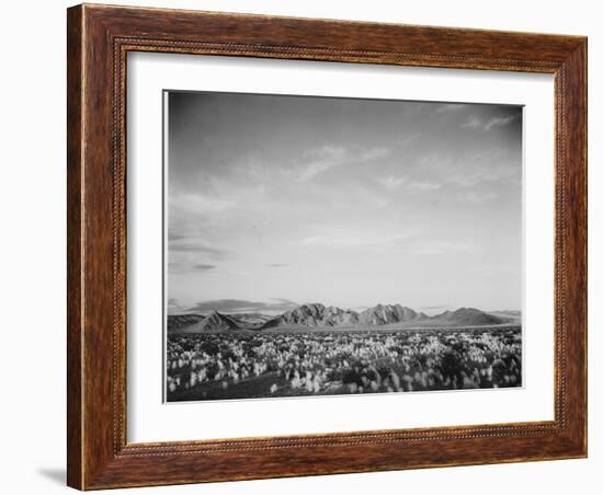 View Of Mts Desert Shrubs Highlighted Fgnd, Death Valley National Monument, California 1933-1942-Ansel Adams-Framed Art Print