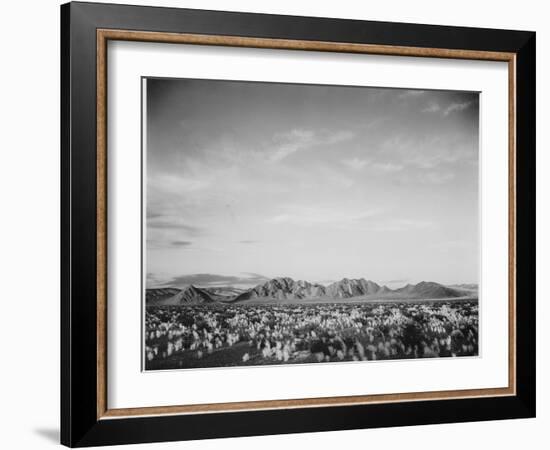 View Of Mts Desert Shrubs Highlighted Fgnd, Death Valley National Monument, California 1933-1942-Ansel Adams-Framed Art Print