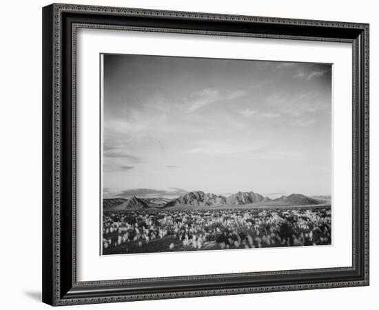 View Of Mts Desert Shrubs Highlighted Fgnd, Death Valley National Monument, California 1933-1942-Ansel Adams-Framed Art Print