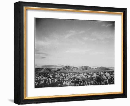 View Of Mts Desert Shrubs Highlighted Fgnd, Death Valley National Monument, California 1933-1942-Ansel Adams-Framed Art Print