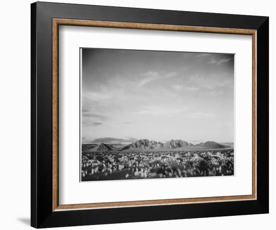 View Of Mts Desert Shrubs Highlighted Fgnd, Death Valley National Monument, California 1933-1942-Ansel Adams-Framed Art Print