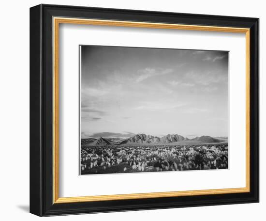 View Of Mts Desert Shrubs Highlighted Fgnd, Death Valley National Monument, California 1933-1942-Ansel Adams-Framed Art Print