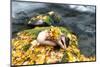 View of naked woman in yoga pose, Rocky Brook Falls, Brinnon, Washington, USA-Panoramic Images-Mounted Photographic Print