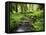 View of Old-Growth Forest, Olympic National Park, Washington State, USA-Stuart Westmorland-Framed Premier Image Canvas