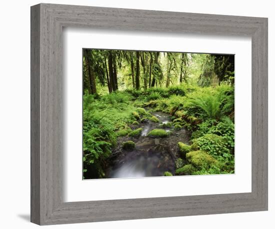 View of Old-Growth Forest, Olympic National Park, Washington State, USA-Stuart Westmorland-Framed Photographic Print