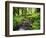 View of Old-Growth Forest, Olympic National Park, Washington State, USA-Stuart Westmorland-Framed Photographic Print