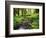 View of Old-Growth Forest, Olympic National Park, Washington State, USA-Stuart Westmorland-Framed Photographic Print