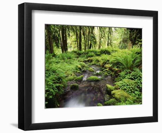 View of Old-Growth Forest, Olympic National Park, Washington State, USA-Stuart Westmorland-Framed Photographic Print