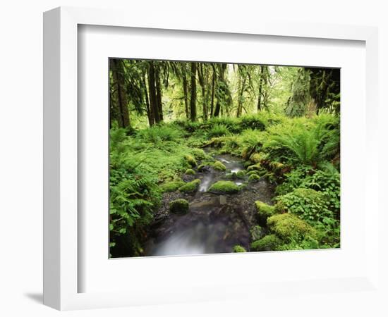 View of Old-Growth Forest, Olympic National Park, Washington State, USA-Stuart Westmorland-Framed Photographic Print