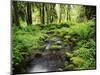 View of Old-Growth Forest, Olympic National Park, Washington State, USA-Stuart Westmorland-Mounted Photographic Print