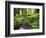 View of Old-Growth Forest, Olympic National Park, Washington State, USA-Stuart Westmorland-Framed Photographic Print