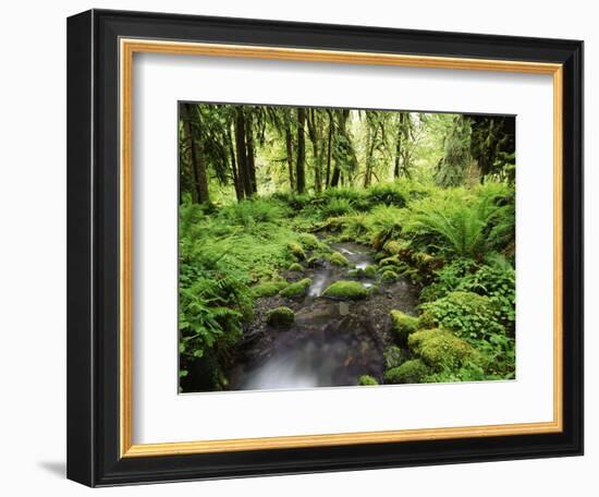 View of Old-Growth Forest, Olympic National Park, Washington State, USA-Stuart Westmorland-Framed Photographic Print