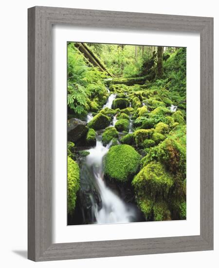 View of Olympic National Park, Stream, Moss-Covered Rocks, Washington, USA-Stuart Westmorland-Framed Photographic Print