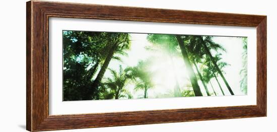 View of Palm Trees, Arenal Region, Costa Rica-null-Framed Photographic Print