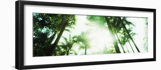 View of Palm Trees, Arenal Region, Costa Rica-null-Framed Photographic Print