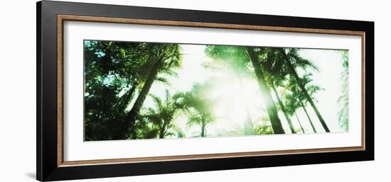 View of Palm Trees, Arenal Region, Costa Rica-null-Framed Photographic Print