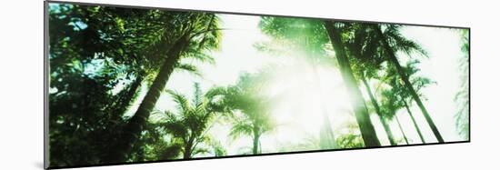 View of Palm Trees, Arenal Region, Costa Rica-null-Mounted Photographic Print