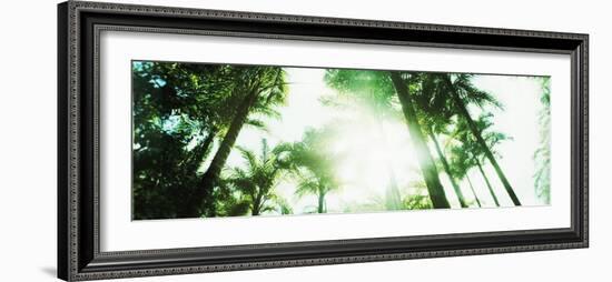 View of Palm Trees, Arenal Region, Costa Rica-null-Framed Photographic Print