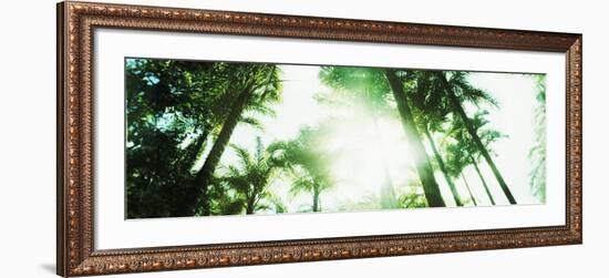 View of Palm Trees, Arenal Region, Costa Rica-null-Framed Photographic Print