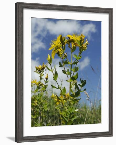 View of Perforate (Common) St. John's Wort (Hypericum Perforatum), Chalk Grassland Meadow, England-Nick Upton-Framed Photographic Print