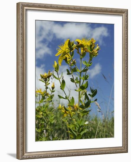 View of Perforate (Common) St. John's Wort (Hypericum Perforatum), Chalk Grassland Meadow, England-Nick Upton-Framed Photographic Print