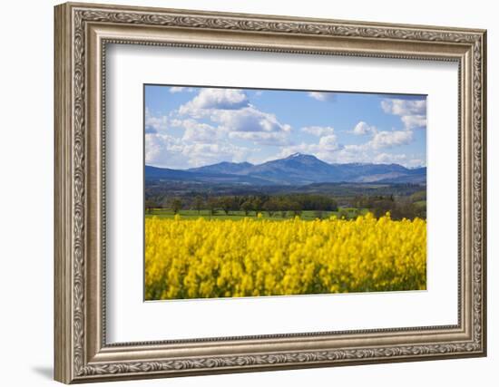 View of Perthshire Mountains and Rape field (Brassica napus) in foreground, Scotland, United Kingdo-John Guidi-Framed Photographic Print