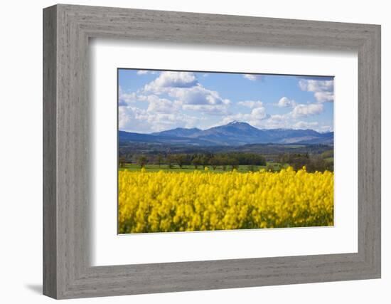 View of Perthshire Mountains and Rape field (Brassica napus) in foreground, Scotland, United Kingdo-John Guidi-Framed Photographic Print