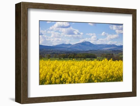 View of Perthshire Mountains and Rape field (Brassica napus) in foreground, Scotland, United Kingdo-John Guidi-Framed Photographic Print