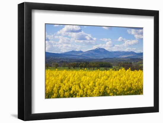 View of Perthshire Mountains and Rape field (Brassica napus) in foreground, Scotland, United Kingdo-John Guidi-Framed Photographic Print