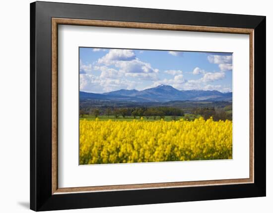 View of Perthshire Mountains and Rape field (Brassica napus) in foreground, Scotland, United Kingdo-John Guidi-Framed Photographic Print