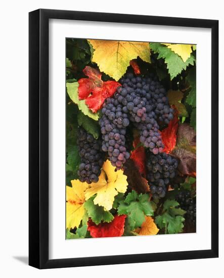 View of Pinot Noir Grape, Willamette Valley, Oregon, USA-Stuart Westmorland-Framed Photographic Print