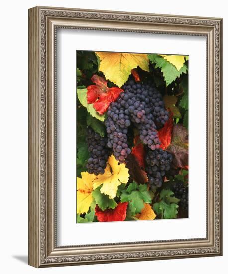 View of Pinot Noir Grape, Willamette Valley, Oregon, USA-Stuart Westmorland-Framed Photographic Print