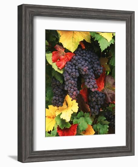 View of Pinot Noir Grape, Willamette Valley, Oregon, USA-Stuart Westmorland-Framed Photographic Print