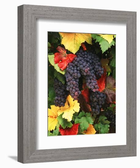 View of Pinot Noir Grape, Willamette Valley, Oregon, USA-Stuart Westmorland-Framed Photographic Print