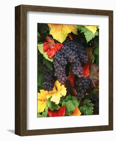 View of Pinot Noir Grape, Willamette Valley, Oregon, USA-Stuart Westmorland-Framed Photographic Print