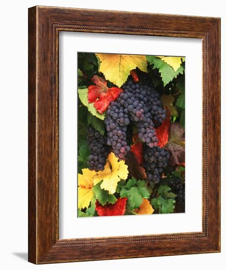 View of Pinot Noir Grape, Willamette Valley, Oregon, USA-Stuart Westmorland-Framed Photographic Print