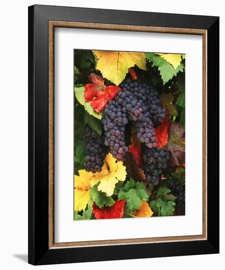 View of Pinot Noir Grape, Willamette Valley, Oregon, USA-Stuart Westmorland-Framed Photographic Print