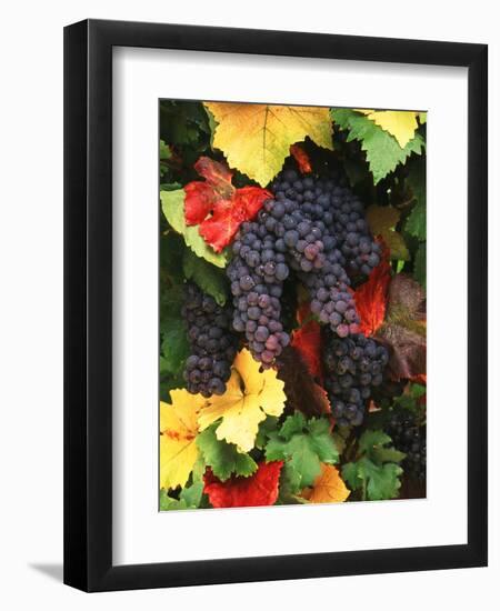 View of Pinot Noir Grape, Willamette Valley, Oregon, USA-Stuart Westmorland-Framed Photographic Print