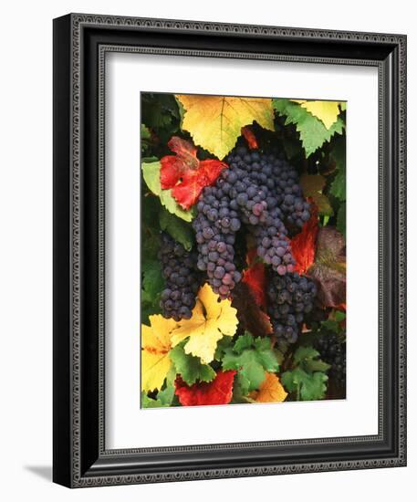 View of Pinot Noir Grape, Willamette Valley, Oregon, USA-Stuart Westmorland-Framed Photographic Print