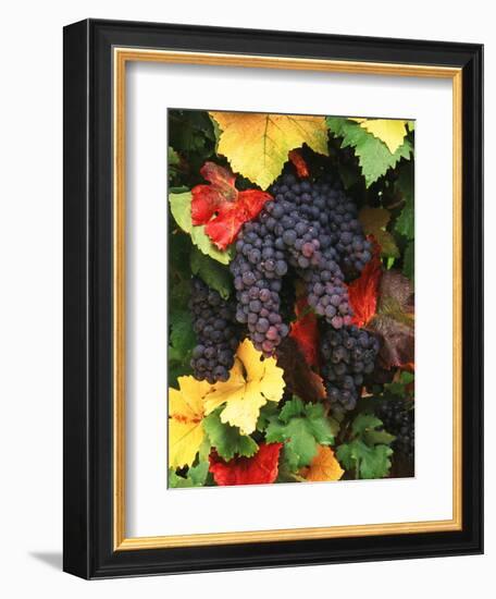 View of Pinot Noir Grape, Willamette Valley, Oregon, USA-Stuart Westmorland-Framed Photographic Print