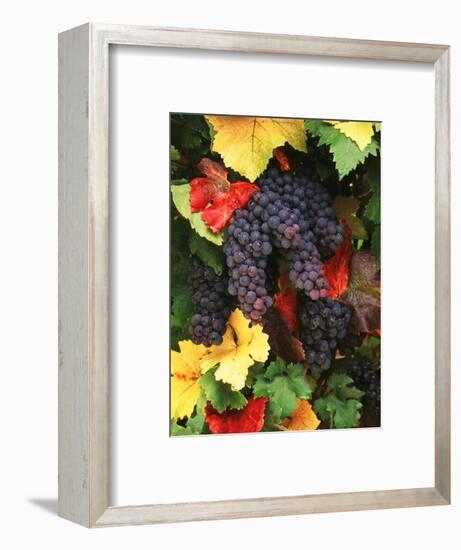 View of Pinot Noir Grape, Willamette Valley, Oregon, USA-Stuart Westmorland-Framed Photographic Print