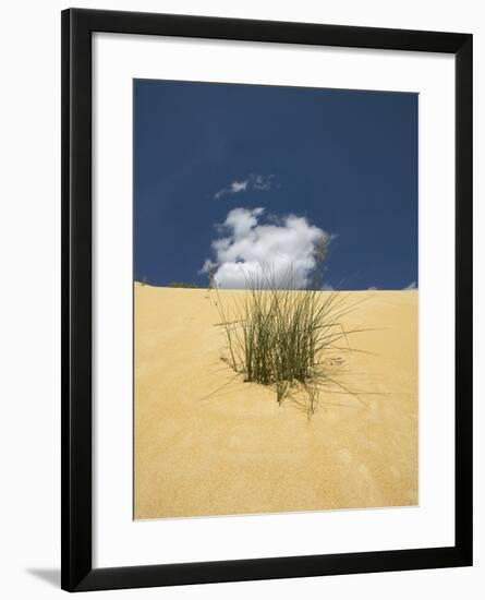 View of plants growing in sand dune-null-Framed Photographic Print